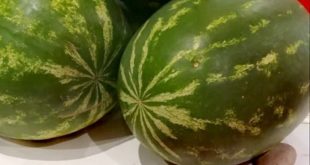 Il cocomero pontino protagonista dell’estate