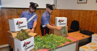 Operazione anti droga, ingente sequestro di marijuana. 42 enne arrestato