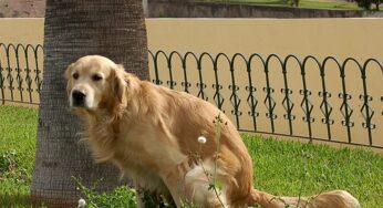 Gaeta, cani fuori da parchi e aiuole
