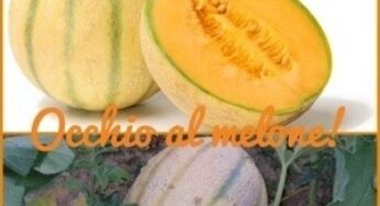 Occhio al melone!