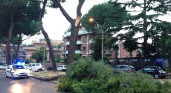 Albero cade su un turista