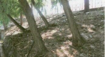 Cede la scarpata in piazza della Stazione a Formia, pronto il taglio di 22 alberi