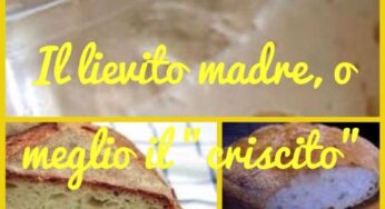 Il lievito madre, o meglio il “criscito”