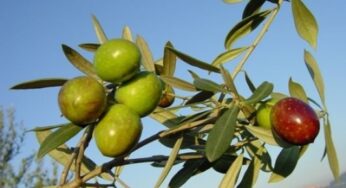 L’olio delle olive di varietà itrana aiuta a prevenire forme tumorali