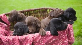Nascondevano cuccioli di cane nel bagagliaio, denunciati