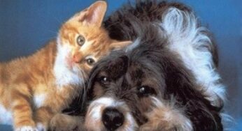 Allarme per cani e gatti: 600 morti per cibo cinese