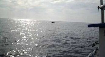 Avvistate balene a Ponza