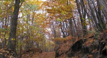 Sermoneta, la vittima è di nazionalità indiana
