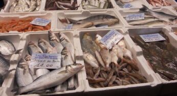 Guerra del pesce a Gaeta: va deserta l’asta del pesce, 50 quintali invenduti