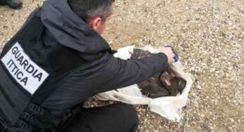 Terracina shock, cagnolina in una busta gettata nel fiume in piena