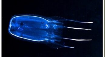 Pesce Palla e meduse, così le specie aliene arrivano nel golfo di Gaeta