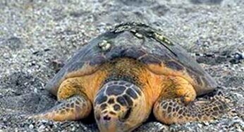 Riusciranno le tartarughe marine a nidificare nella riviera di Ulisse? Iniziative di sensibilizzazione