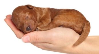 Gaeta, al via la campagna per l’identificazione canina: microchip a prezzi agevolati