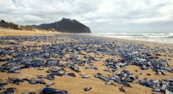 Sabaudia: la spiaggia diventa blu, invasione di “barchette di San Pietro”