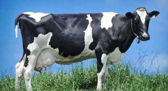Colpito dalla mucca durante la mungitura, giovane ferito