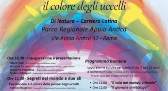 Tra penne e piume. I colori degli uccelli