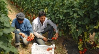 L’inferno degli indiani schiavi, a Latina braccianti Sikh dopati per lavorare