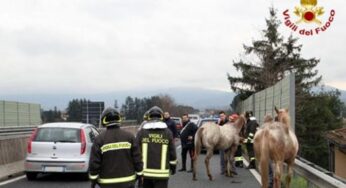 Sezze – Cavalli in fuga, bloccata la Migliara 47