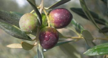 L’olio d’oliva Itrana ha effetti benefici sul cancro della vescica, pubblicati i risultati della ricerca