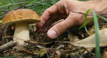 A Minturno corsi di formazione micologica per la raccolta dei funghi
