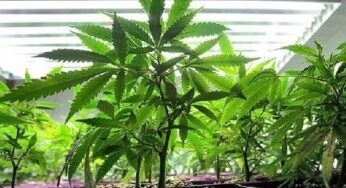 Terracina, scoperta una piantagione di marijuana