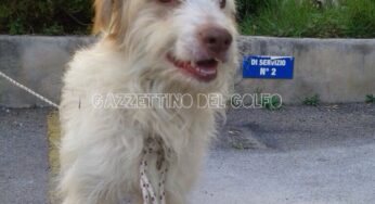 Gaeta, trovato meticcio in Via Firenze