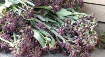 I chiacchetegli di Priverno nuovo presidio Slow Food