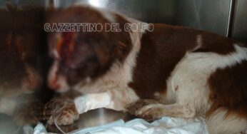Massacrato di botte e gettato in un cassonetto. Terribile storia per un cucciolo
