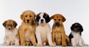 Santi Cosma e Damiano, bilancio sul regolamento “Cane in famiglia”