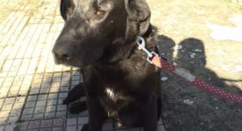 Gaeta, cagnolina ritrovata a Serapo: l’appello dell’Ass. A.D.A.