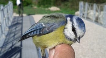 Parco Riviera di Ulisse: Riapre la Stazione di Inanellamento dell’avifauna migratrice