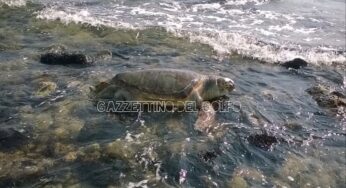 #Gaeta, tartaruga morta sulla spiaggia di S.Agostino: interviene la Capitaneria di Porto
