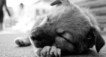 #Formia, Il caso della piccola “Angel”, l’ufficio Ambiente: “La cagnolina è stata vittima di maltrattamenti”