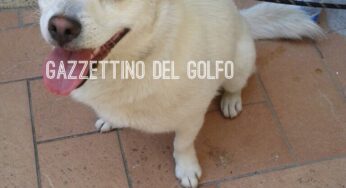 #Gaeta, abbandonano un #cane legandolo ad un cancello