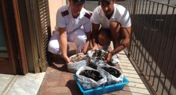La Guardia Costiera di #Gaeta a tutela dei consumatori: 70Kg di prodotti ittici sequestrati