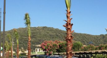 #Gaeta, la nuova via Marina di Serapo prende forma: Arriva il verde pubblico