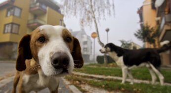 #Formia – Cure ai cani randagi, Marciano: “La salute degli animali non è in discussione ma il Comune ha il dovere di verificare come vengono spesi i soldi dei cittadini”