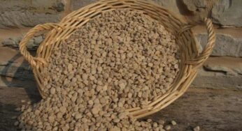 #Campodimele, rinviata la ‘Sagra della Cicerchia’