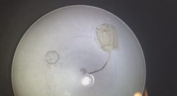 Nuovo avvistamento nel mar Tirreno della temutissima cubomedusa. ***Video***