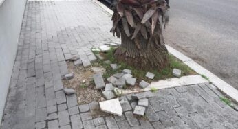 #Sabaudia, palme e marciapiedi pericolosi alla zona 167 in via Claudio Villa. Gervasi: “Si intervenga nell’immediato”