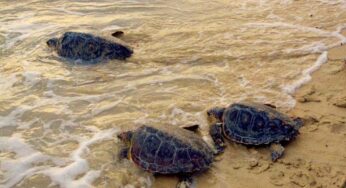 Un nido di #tartaruga marina sul litorale di #Scauri