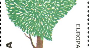 Gli #Alberi, i polmoni verdi della terra