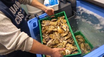 Operazione “Tallone d’Achille della Guardia Costiera di #Gaeta. Sequestrati tre quintali di prodotto ittico