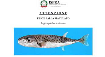 Golfo, attenti al pesce palla maculato. E’ tossico