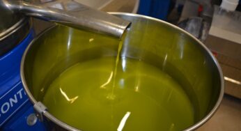 Unione Produttori #OliveDiGaeta: 100 soci per la costruzione del #Frantoio