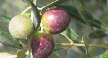 #Capol: Aperte le iscrizioni al I° Concorso “Oliva di #Gaeta e #Itrana bianca”.
