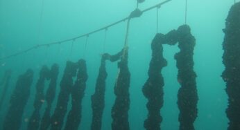 #Minturno: NO all’impianto di mitilicoltura, partita petizione popolare
