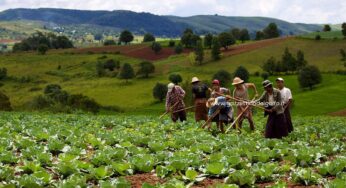 Coldiretti: Sbloccati fondi per centinaia di migliaia di agricoltori