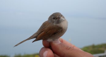 Apertura della Stazione di Inanellamento dell’avifauna migratrice nel mese di maggio 2016