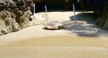 Gaeta, tartaruga trovata morta sulla spiaggia di Serapo